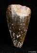 Cretaceous Aged Fossil Crocodile Tooth - Morocco #2862-1